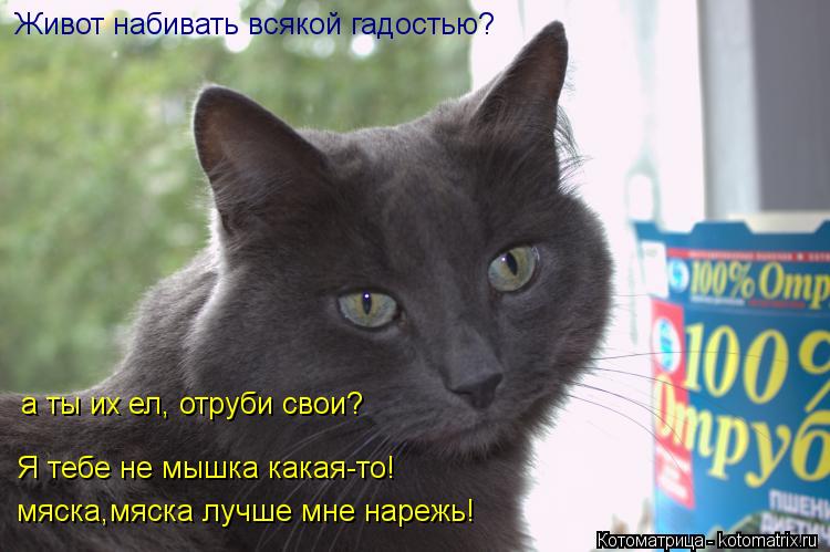 Живот набивать всякой гадостью? а ты их ел, отруби свои? Я тебе не мышка какая-то! мяска,мяска лучше ... Котоматрица: Живот набивать всякой гадостью? а ты их ел, отруби свои? Я тебе не мышка какая-то! мяска,мяска лучше мне нарежь!