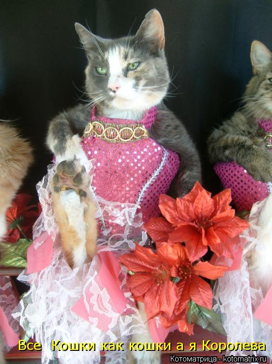 Котоматрица: Все  Кошки как кошки а я Королева Все  Кошки как кошки а я Королева
