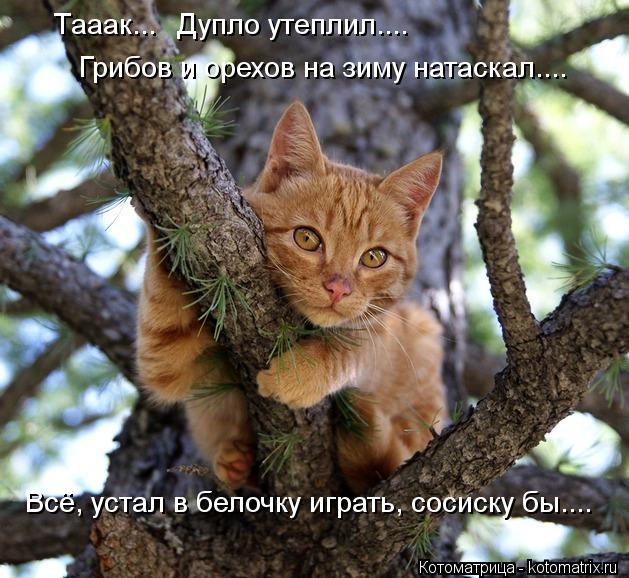 Тааак... Дупло утеплил.... Грибов и орехов на зиму натаскал.... Всё, устал в белочку играть, сосиску ... Котоматрица: Тааак... Дупло утеплил.... Грибов и орехов на зиму натаскал.... Всё, устал в белочку играть, сосиску бы....