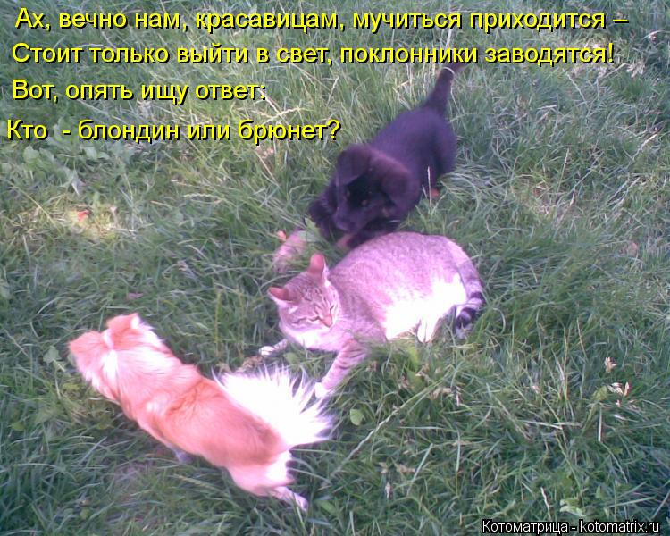 Котоматрица: Ах, вечно нам, красавицам, мучиться приходится – Стоит только выйти в свет, поклонники заводятся! Вот, опять ищу ответ: Кто  - блондин или брю