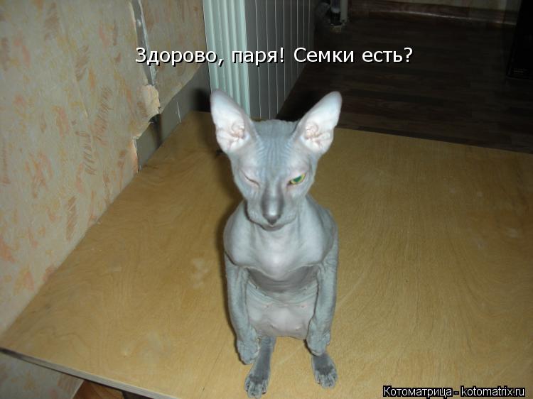 Котоматрица: Здорово, паря! Семки есть?