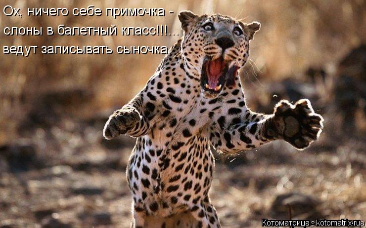 Ох, ничего себе примочка - слоны в балетный класс!!!... ведут записывать сыночка.... Котоматрица: Ох, ничего себе примочка - слоны в балетный класс!!!... ведут записывать сыночка.