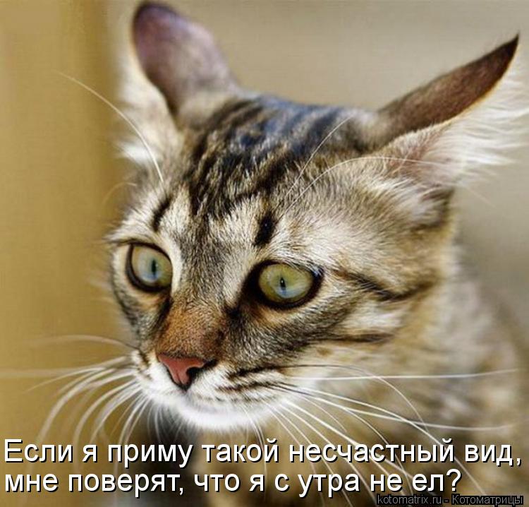 Если я приму такой несчастный вид, мне поверят, что я с утра не ел?... Котоматрица: Если я приму такой несчастный вид, мне поверят, что я с утра не ел?