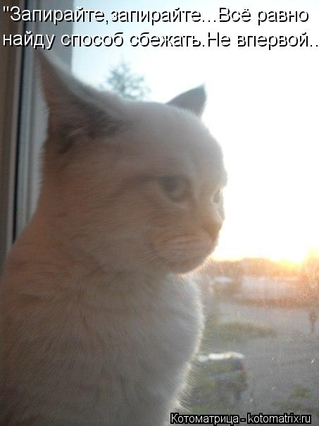 Котоматрица: "Запирайте,запирайте...Всё равно найду способ сбежать.Не впервой..."