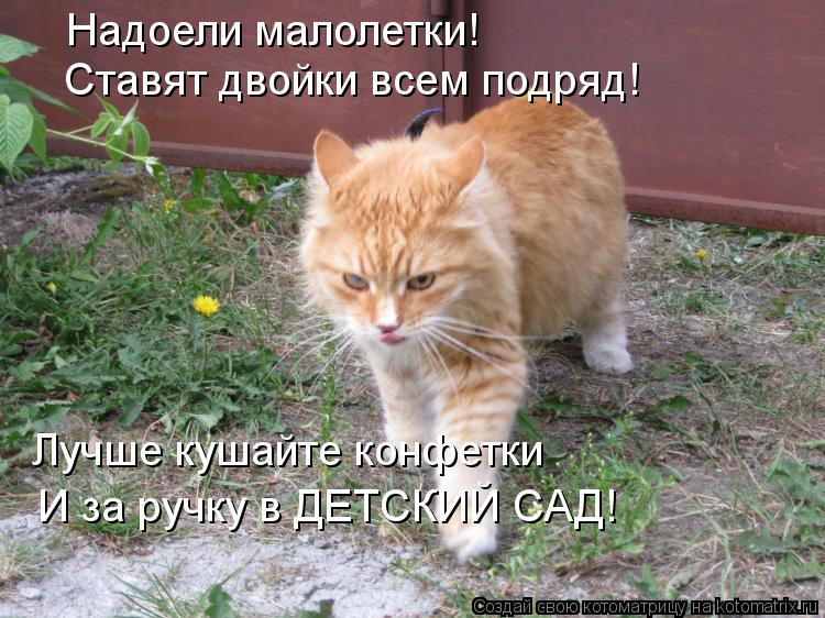 Надоели малолетки! Ставят двойки всем подряд! Лучше кушайте конфетки И за ручку в ДЕТСКИЙ САД!... Котоматрица: Надоели малолетки! Ставят двойки всем подряд! Лучше кушайте конфетки И за ручку в ДЕТСКИЙ САД!