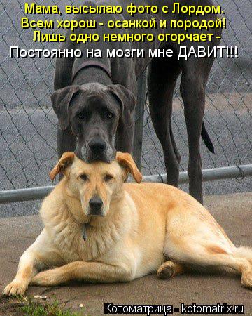 Мама, высылаю фото с Лордом. Всем хорош - осанкой и породой! Лишь одно немного огорчает - Постоянно н... Котоматрица: Мама, высылаю фото с Лордом. Всем хорош - осанкой и породой! Лишь одно немного огорчает - Постоянно на мозги мне ДАВИТ!!!