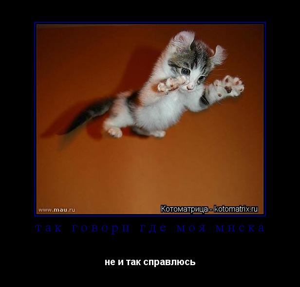 Котоматрица: так говори где моя миска не и так справлюсь