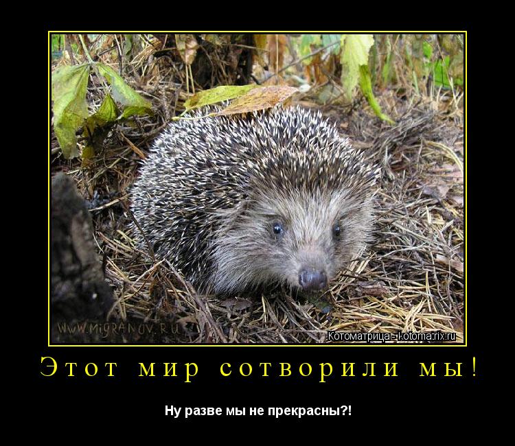 Котоматрица: Этот мир сотворили мы! Ну разве мы не прекрасны?!