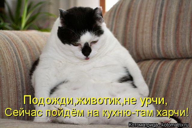 Котоматрица: Сейчас пойдём на кухню-там харчи! Подожди,животик,не урчи,