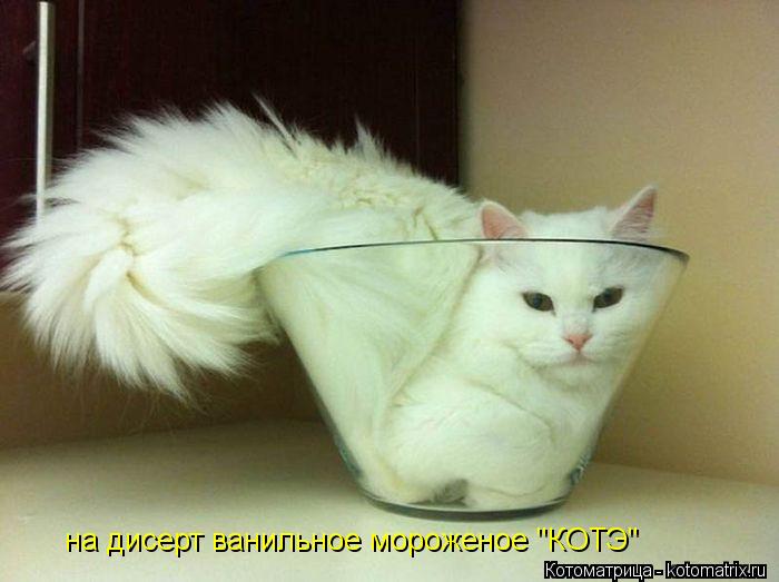 Котоматрица: на дисерт ванильное мороженое "КОТЭ"