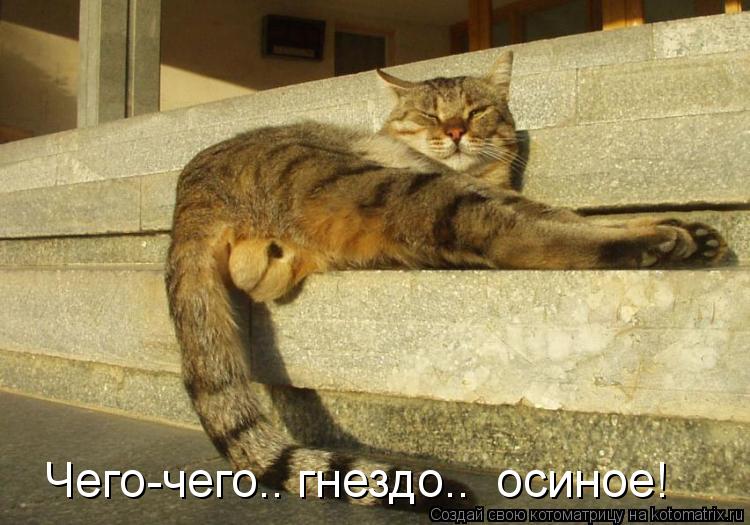 Котоматрица: Чего-чего.. гнездо..  осиное!
