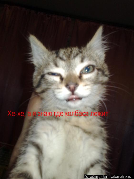 Котоматрица: Хе-хе, а я знаю где колбаса лежит!