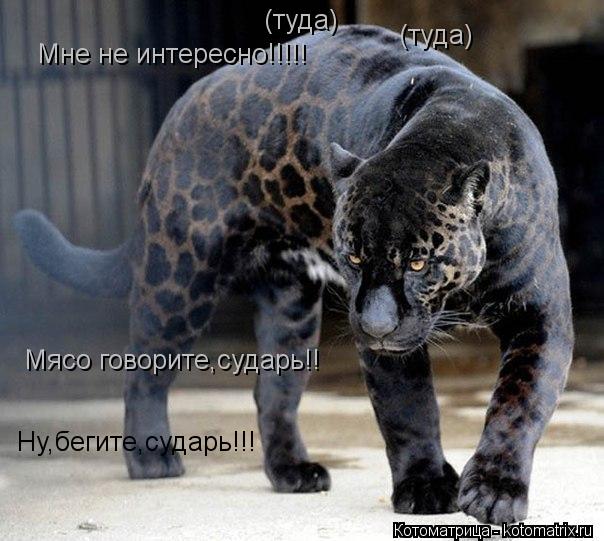 Котоматрица: Мне не интересно!!!!! (туда) (туда) Мясо говорите,сударь!! Ну,бегите,сударь!!!