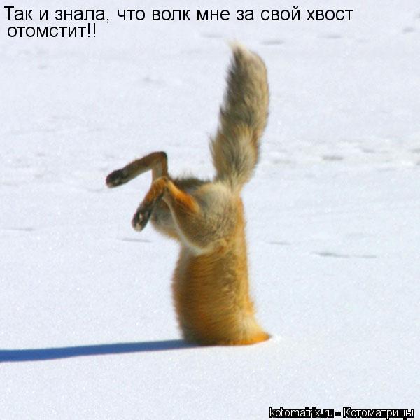 Котоматрица: Так и знала, что волк мне за свой хвост отомстит!!