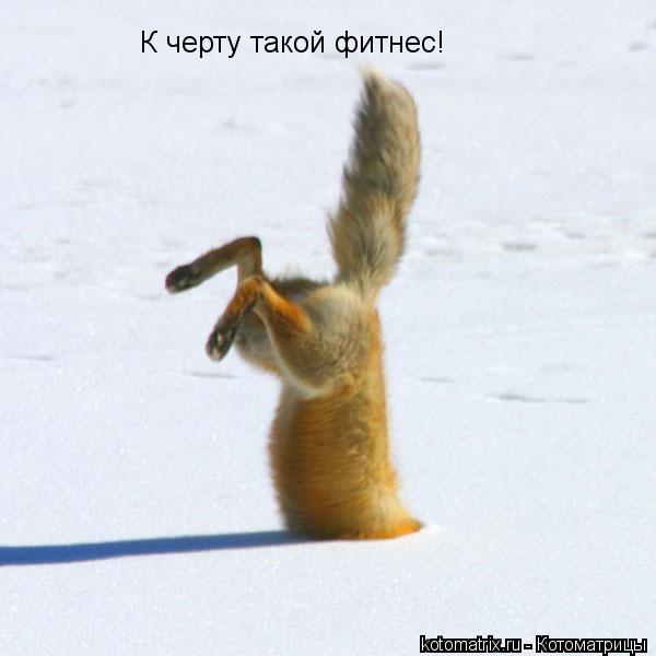 Котоматрица: К черту такой фитнес!