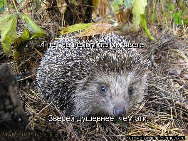 Котоматрица: И нет на целом белом свете Зверей душевнее, чем эти.