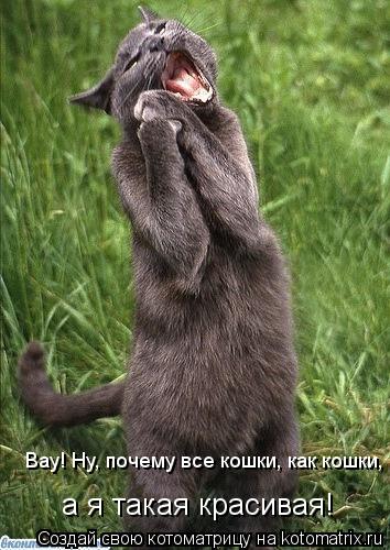 Котоматрица: Вау! Ну, почему все кошки, как кошки, а я такая красивая!