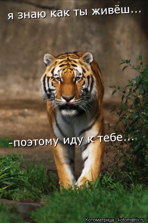 Котоматрица: я знаю как ты живёш... -поэтому иду к тебе...