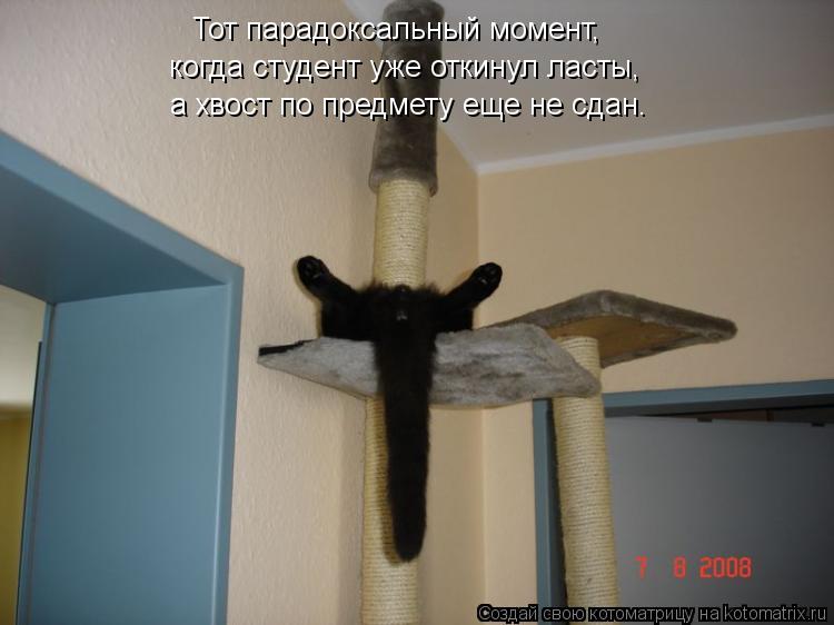 Котоматрица: Тот парадоксальный момент, когда студент уже откинул ласты, а хвост по предмету еще не сдан.