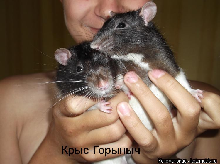Котоматрица: Крыс-Горыныч