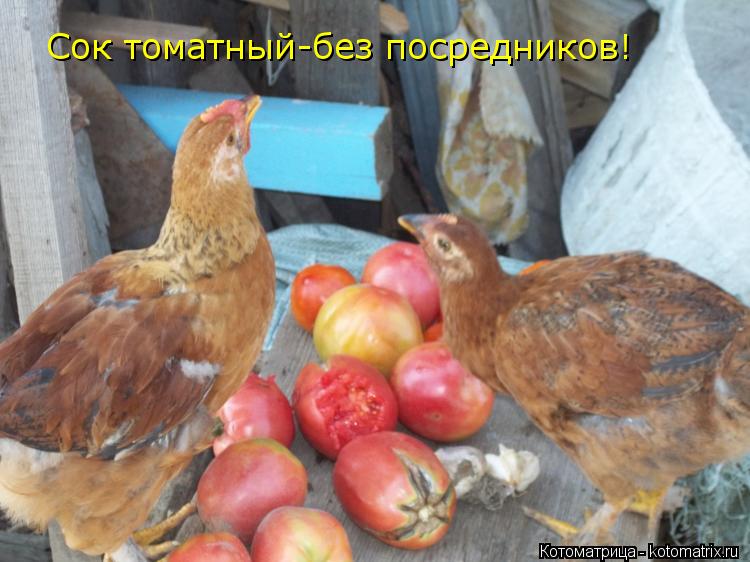 Котоматрица: Сок томатный-без посредников!