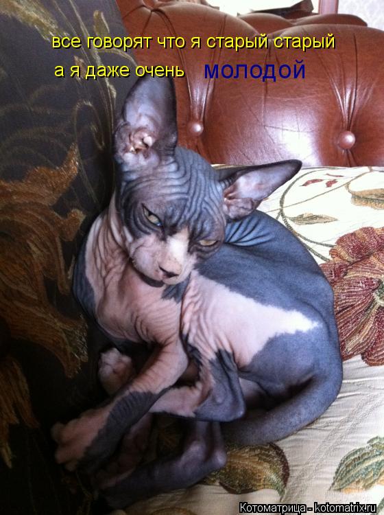 Котоматрица: все говорят что я старый старый а я даже очень  молодой