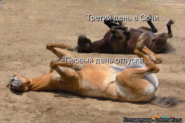 Котоматрица: Третий день в Сочи... Первый день отпуска...