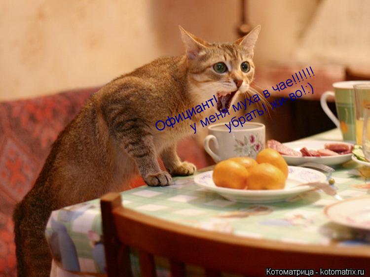 Котоматрица: Официант! Официант! у меня муха в чае!!!!!! убрать! жи-во!:)