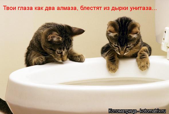 Котоматрица: Твои глаза как два алмаза Твои глаза как два алмаза, блестят из дырки унитаза...