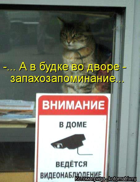 Котоматрица: -... А в будке во дворе -  запахозапоминание...