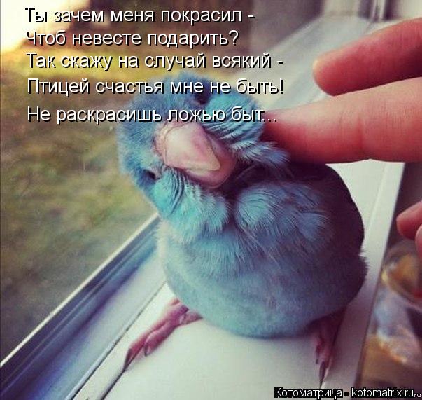 Котоматрица: Ты зачем меня покрасил -  Чтоб невесте подарить? Так скажу на случай всякий - Птицей счастья мне не быть! Не раскрасишь ложью быт...
