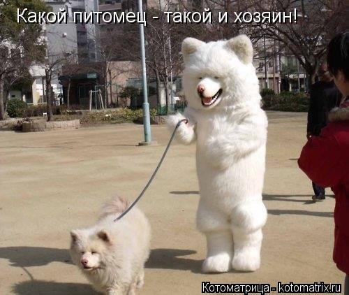 Котоматрица: Какой питомец - такой и хозяин!