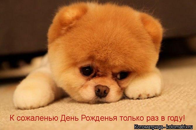 Котоматрица: К сожаленью День Рожденья только раз в году!