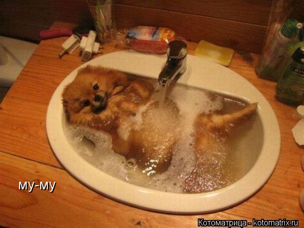 му-му... Котоматрица: му-му