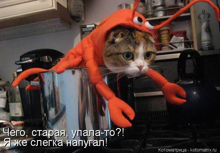 Котоматрица: Чего, старая, упала-то?! Я же слегка напугал!