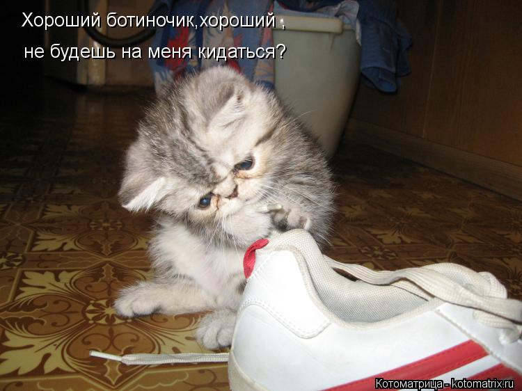 Хороший ботиночик,хороший , не будешь на меня кидаться?... Котоматрица: Хороший ботиночик,хороший , не будешь на меня кидаться?