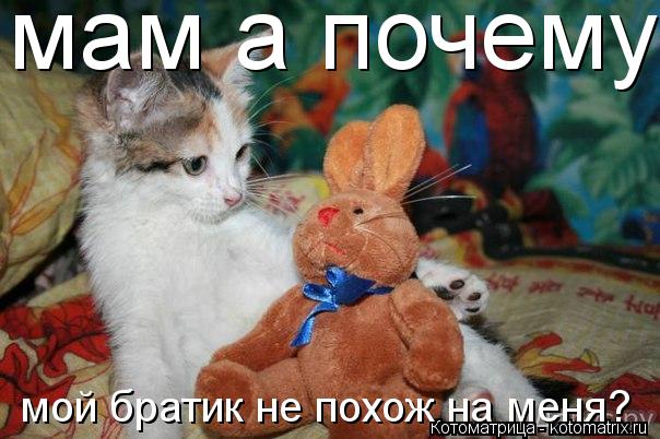 Котоматрица: мам а почему мой братик не похож на меня? мой братик не похож на меня?