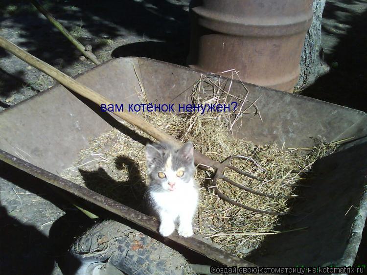 Котоматрица: вам котёнок ненужен?