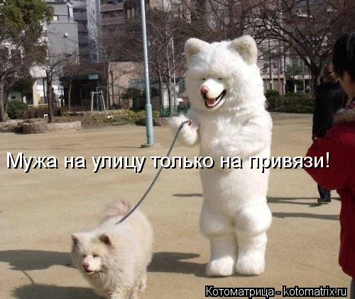 Котоматрица: Мужа на улицу только на привязи!