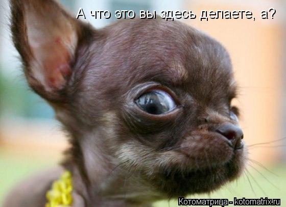 Котоматрица: А что это вы здесь делаете, а?