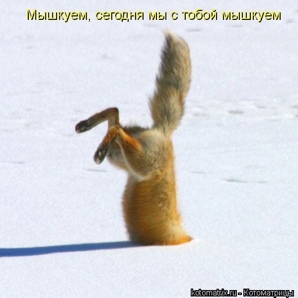 Котоматрица: Мышкуем, сегодня мы с тобой мышкуем