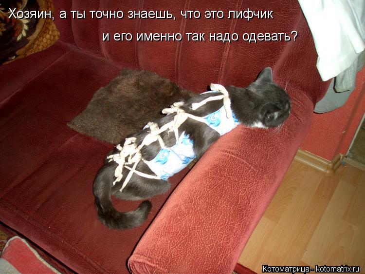 Котоматрица: Хозяин, а ты точно знаешь, что это лифчик и его именно так надо одевать?