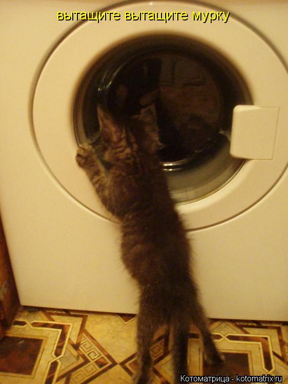 Котоматрица: вытащите вытащите мурку