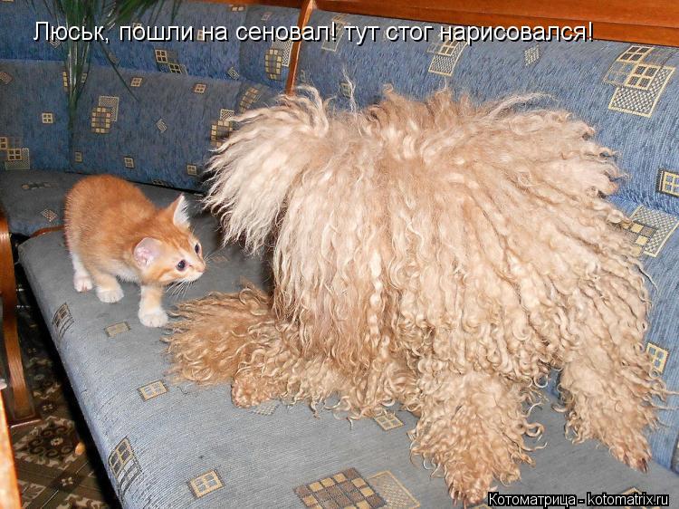 Люськ, пошли на сеновал! тут стог нарисовался!... Котоматрица: Люськ, пошли на сеновал! тут стог нарисовался!