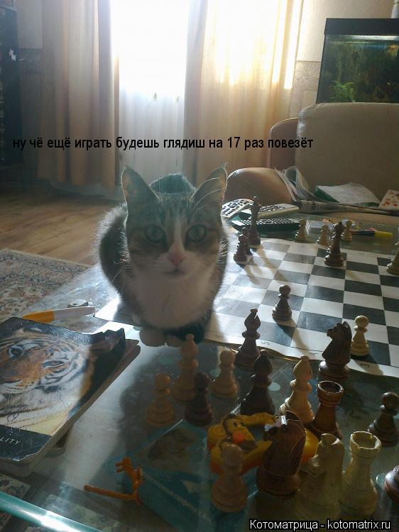 Котоматрица: ну чё ещё играть будешь глядиш на 17 раз повезёт
