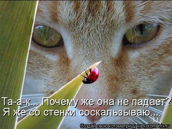 Котоматрица: Та-а-к... Почему же она не падает? Я же со стенки соскальзываю...