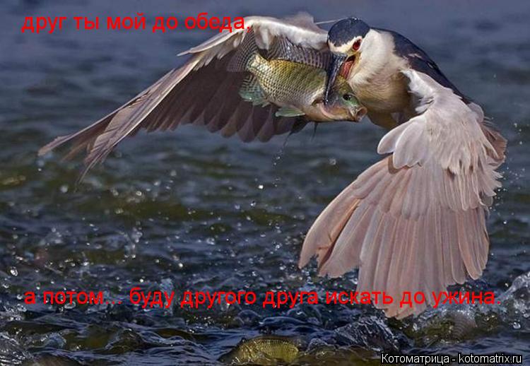 Котоматрица: друг ты мой до обеда, а потом... буду другого друга искать до ужина.