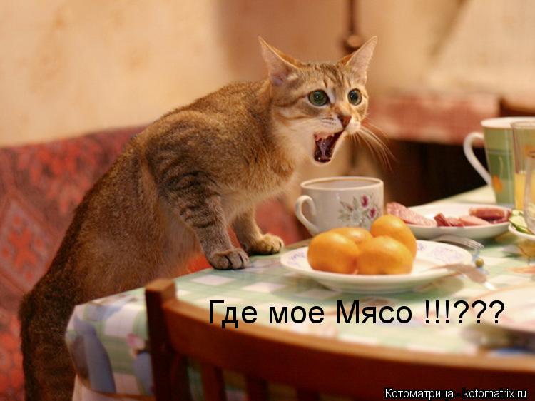 Котоматрица: Где мое Мясо !!!???