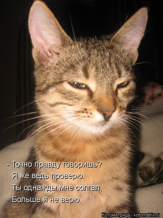 Котоматрица: - Точно правду говоришь? Ты однажды мне солгал, Больше я не верю. Я же ведь проверю.