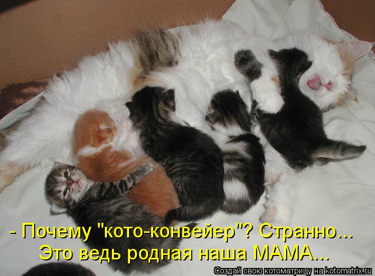 Котоматрица: - Почему "кото-конвейер"? Странно... Это ведь родная наша МАМА...